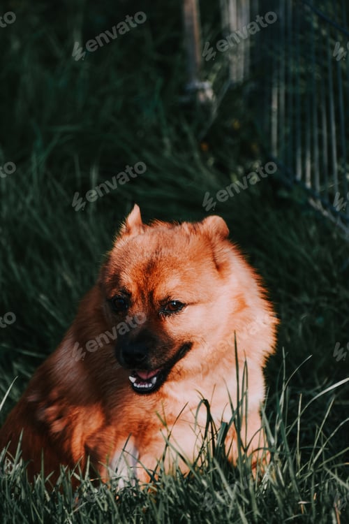 Preview: A Closeup Shot Of A Brown Finnish Spitz On A Green Grass