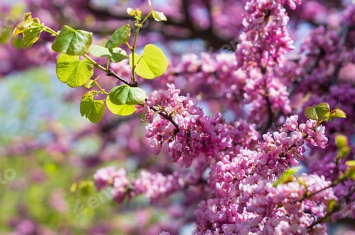Preview: A Closeup Shot Of Small Pink Flowers Of Cherry Blossom Tree In The Garden