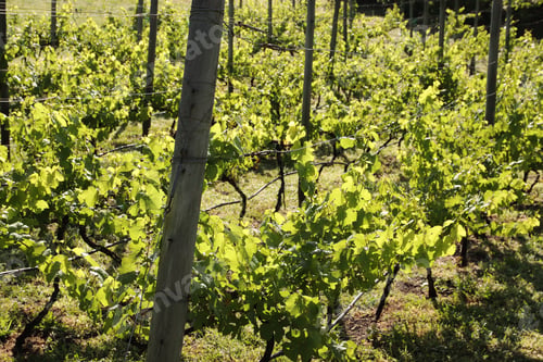 Preview: A Closeup Shot Of An Agricultural Field Under The Sunlight