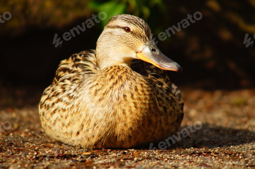 Preview: A Female Mallard Sits Very Relaxed On A Path In The Evening Light Close-Up