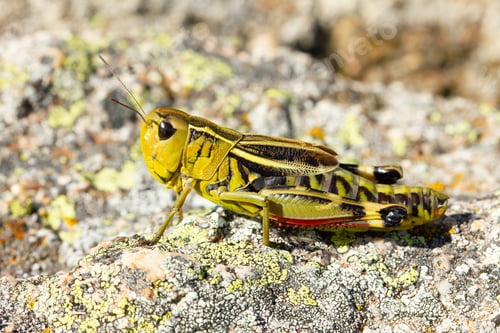 Preview: Green Grasshopper On A Rock On A Sunny Day