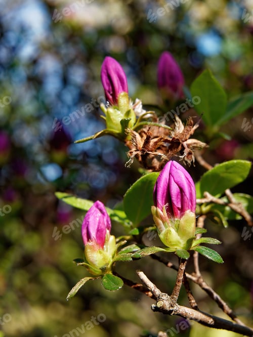 Preview: A Vertical Shot Of Rhododendron Buds