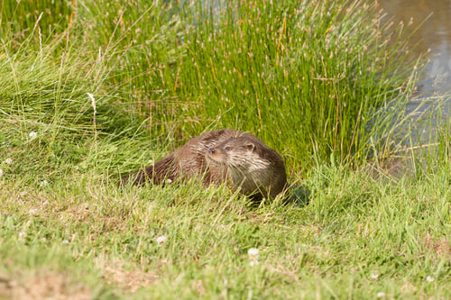 Preview: A Selective Focus Shot Of An Otter Resting On The Grass