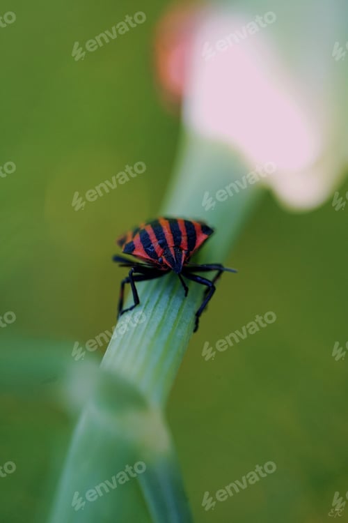 Preview: Macro And Close-Ups Of The Beautiful Nature.