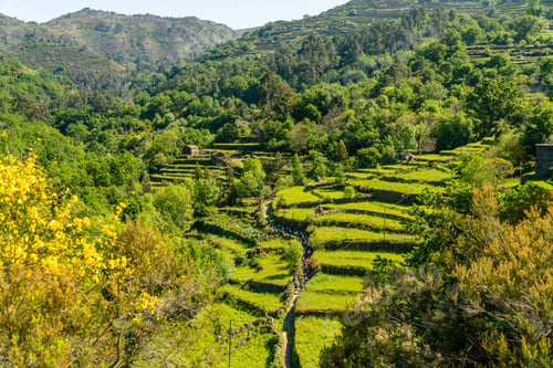 Preview: A Beautiful View Of A Vineyard Surrounded By Greenery