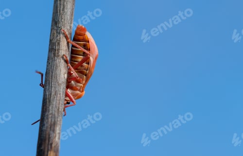 Preview: A Soldier Bug Walking On A Plant On Blue Sky Background