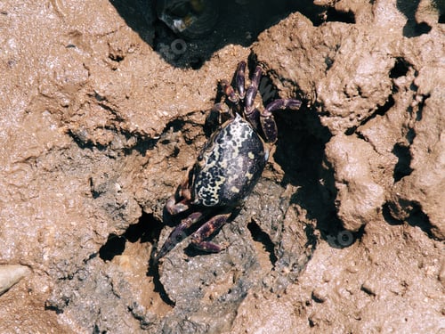 Preview: A Top View Of A Mud Crab With A Patterned Shell On A Muddy Coast