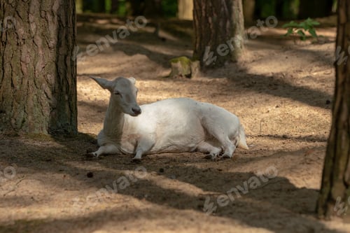 Preview: A Closeup Of A Lonely White Goat Resting Under The Tree