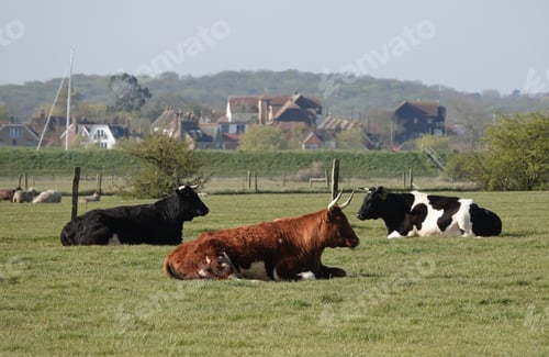 Preview: A Group Of Cows Sitting On The Grass On A Farm
