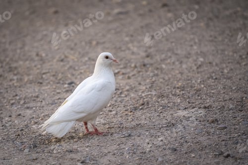 Preview: The Beautiful White Pigeon Standing On The Ground