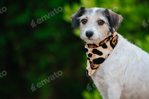 Preview: A Closeup Shot Of Jack Russell Terrier With A Cheetah Collar Against A Green Bokeh Background