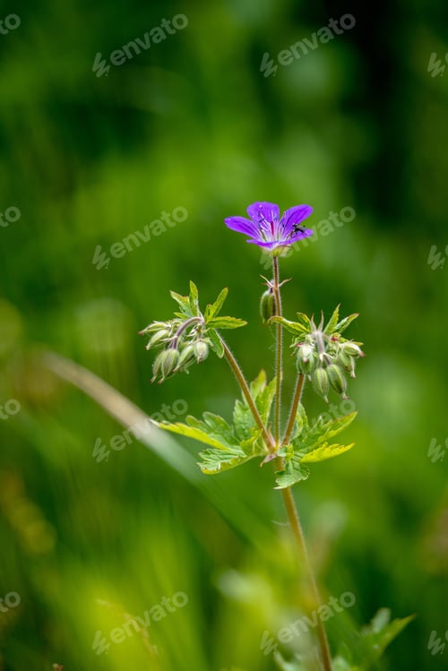 Preview: A Vertical Shot Of A Wood Crane'S Bill In A Field Under The Sunlight With A Blurry Background