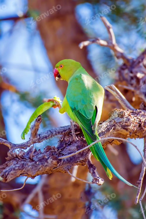 Preview: A Selective Focus Shot Of The Indian Ring-Necked Parakeet
