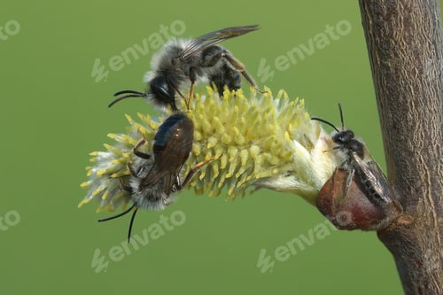 Preview: The Two Males Of The Grey-Backed Mining Bee, Andrena Vaga Sipping Nectar From Goat Willow