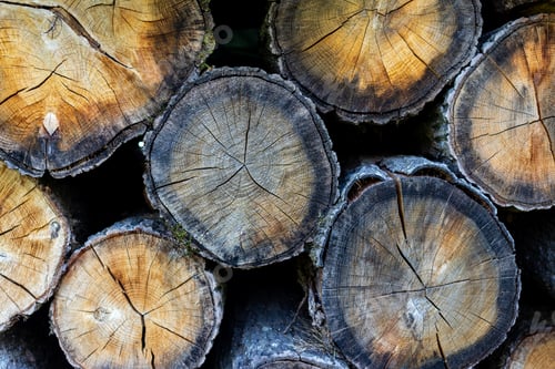 Preview: A Closeup Of Stacked Tree Lumber In The Daylight - Great For Wallpapers