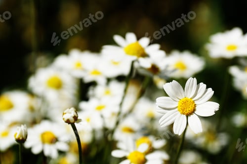 Preview: A Closeup Shot Of Beautiful Chamomiles On A Blurred Background