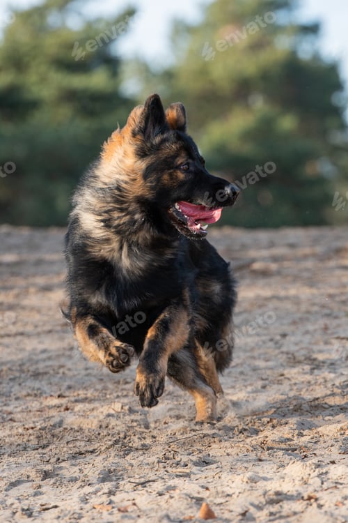 Preview: A Vertical Shot Of A Running German Shepherd
