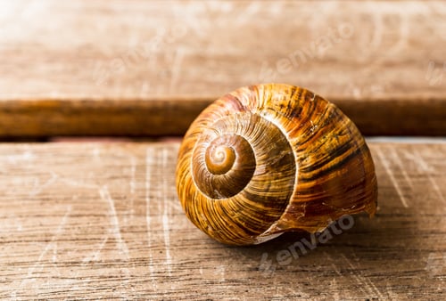 Preview: A Selective Focus Shot Of A Snail On A Wooden Surface