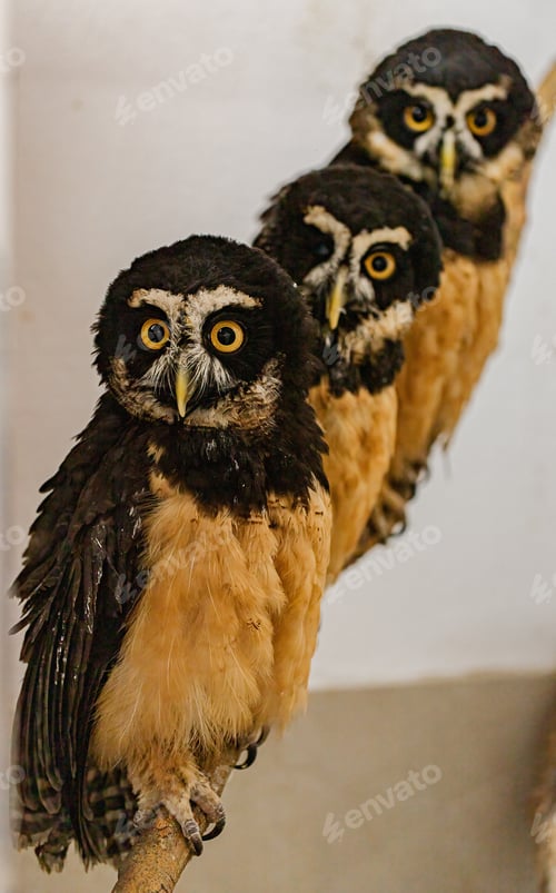 Preview: A Shot Of Three Perched Owls