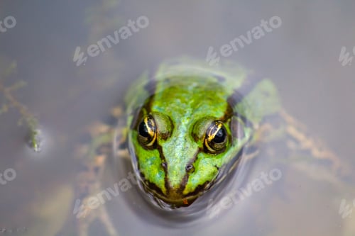 Preview: A High Angle Shot Of A Green Frog Swimming On The Water And Taking The Head Out Of It