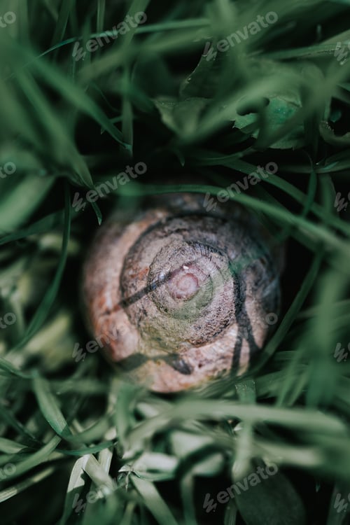 Preview: A Vertical Shot Of A Snail Shell Behind Tall Dark Grass In The Woods