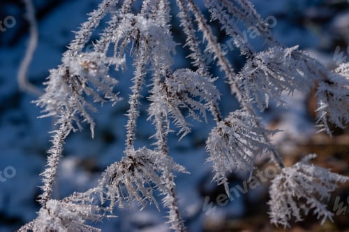Preview: A Beautiful Closeup View Of Frozen Branches Of The Tree During A Cold Winter