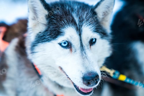 Preview: A Closeup Shot Of Husky In The Forest During Winter