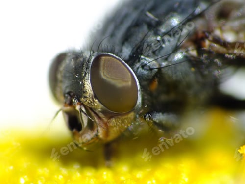 Preview: A Closeup Shot Of A Fly On A Plant