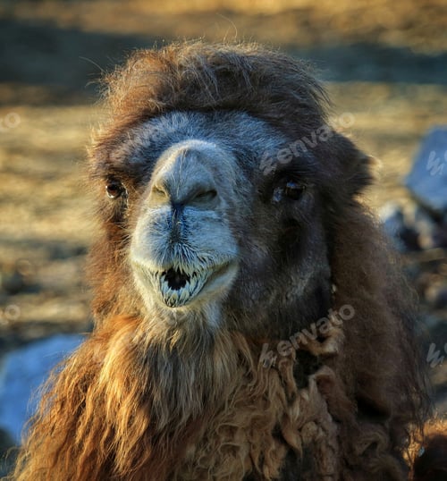 Preview: A Closeup Shot Of A Fluffy And Furry Camel Captured In A Zoo
