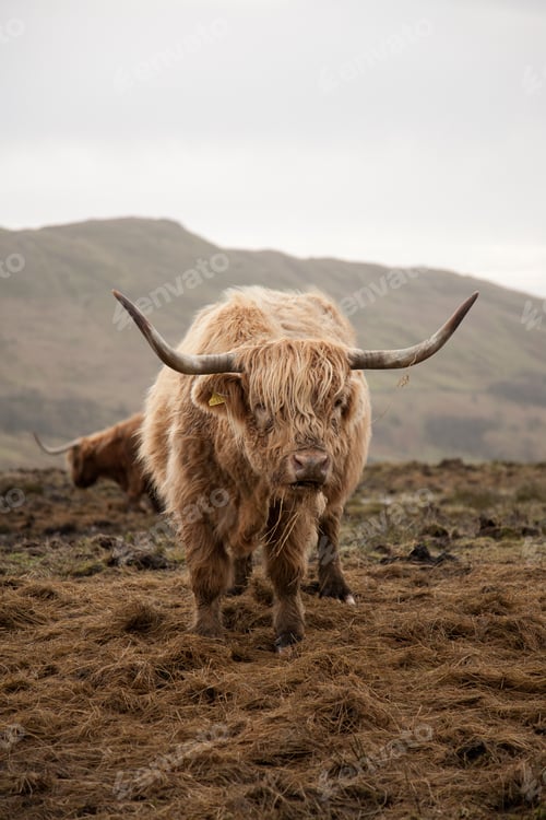 Preview: A Vertical Shot Of A Brown Scottish Highland Cattle