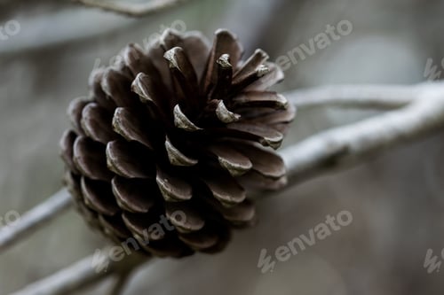 Preview: Aleppo Pine Cone, Open And Having Released All Its Seeds, Growing From A Tree In The Maltese