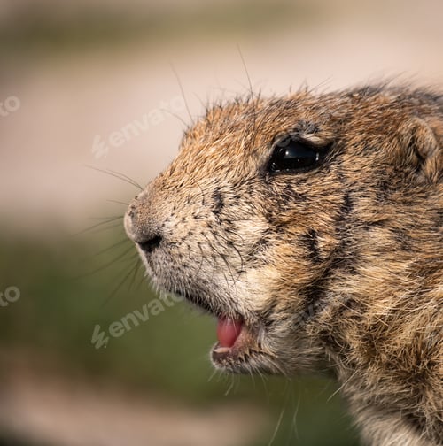 Preview: A Closeup Shot Of An Adorable Russet Ground Squirrel