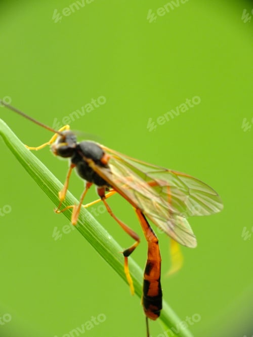 Preview: A Closeup Shot Of A Parasitoid Wasp On A Plant