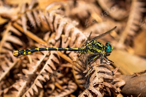 Preview: A Macro Shot Of An Odonata On A Plant