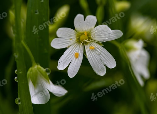 Preview: A Closeup Of White Eyebright Flowers In A Sunny Garden With Dewdrops On Tall Blades Of Grass Around