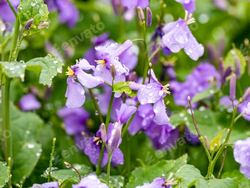 Preview: A Beautiful Shot Of Chinese Violet Cress Flowers (Orychophragmus Violaceus) On A Sunny Day