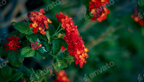 Preview: A Selective Focus Shot Of Beautiful Red Lantana Flowers