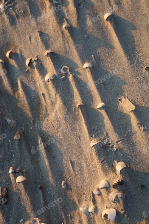 Preview: An Overhead Shot Of The Sandy Beach And Many Small Seashells Lying On The Ground