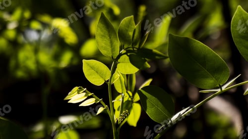 Preview: A Selective Focus Shot Of Bohemian Knotweed With Bokeh Background