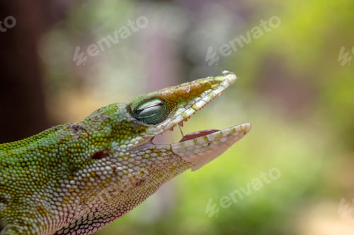 Preview: A Selective Focus Of A Red-Throated Anole Lizard With Its Mouth Open Against A Blurred Background