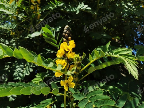 Preview: A Closeup Shot Of Wildflowers