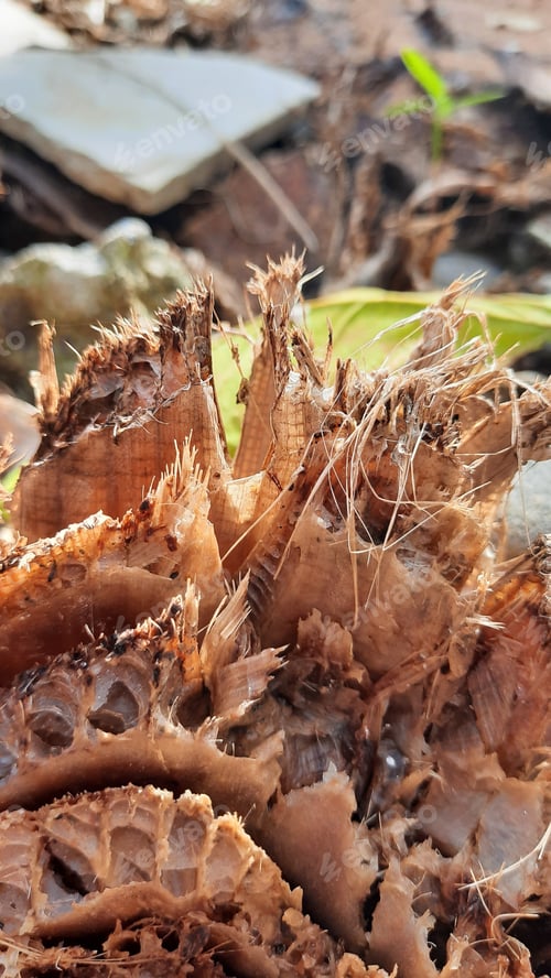 Preview: Banana Stump Fibers In Full Frame And Closeup For Brown Backgrounds A Dry Cut Banana Tree Trunk In