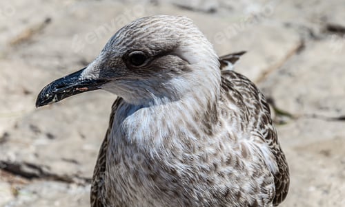 Preview: A Selective Focus Shot Of A Seagull Perched On A Rock
