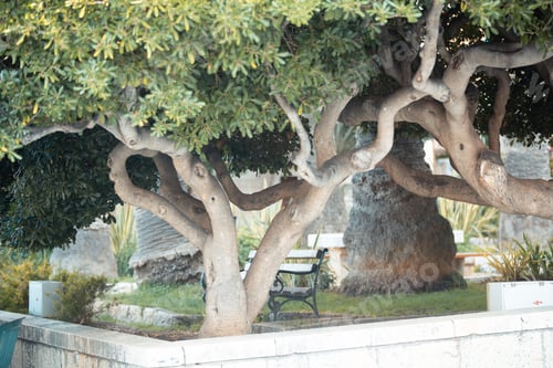Preview: A Closeup Shot Of A Beautiful Tree With Bright Green Leaves In Hvar, Croatia