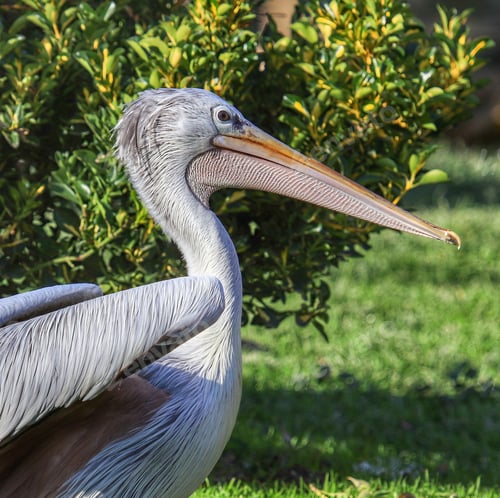 Preview: A Closeup Shot Of A Pink-Backed Pelican