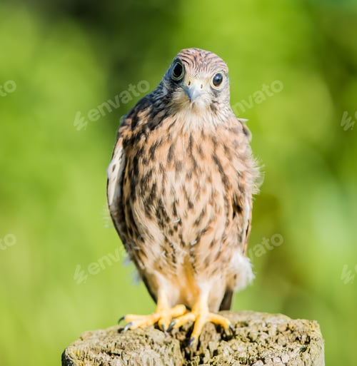 Preview: A Vertical Shallow Focus Closeup Shot Of A Confused Kestrel Bird Standing On A Wooden Log
