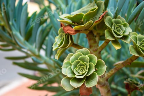Preview: A High Angle Closeup Shot Of Tree Houseleek Flowers