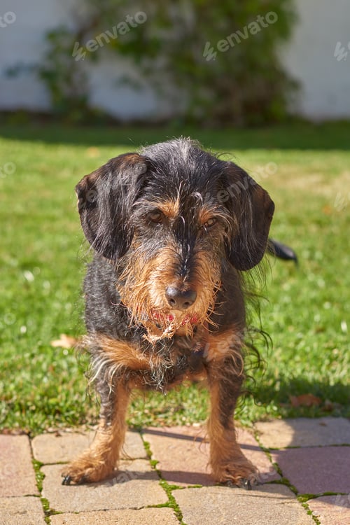 Preview: A Vertical Shot Of An Adorable Wire-Haired Dachshund At A Park
