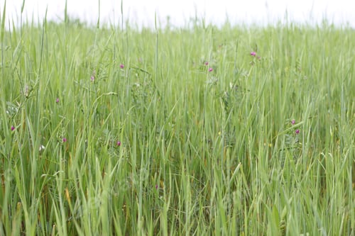 Preview: A Closeup Shot Of Green Grass Growing In A Meadow