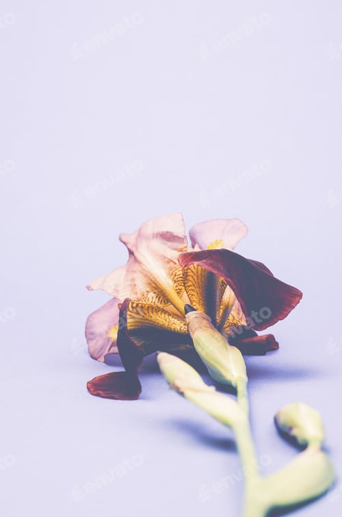 Preview: A Closeup Of An Iris Flower On A Violet Surface For A Copy Spac